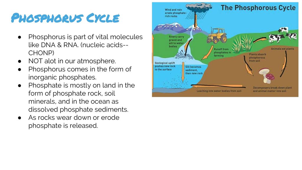 Biosphere. ppt download